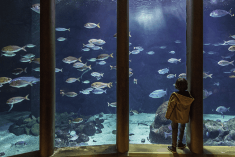 Aquarium de Coruña, que hacer con niños en Coruña
